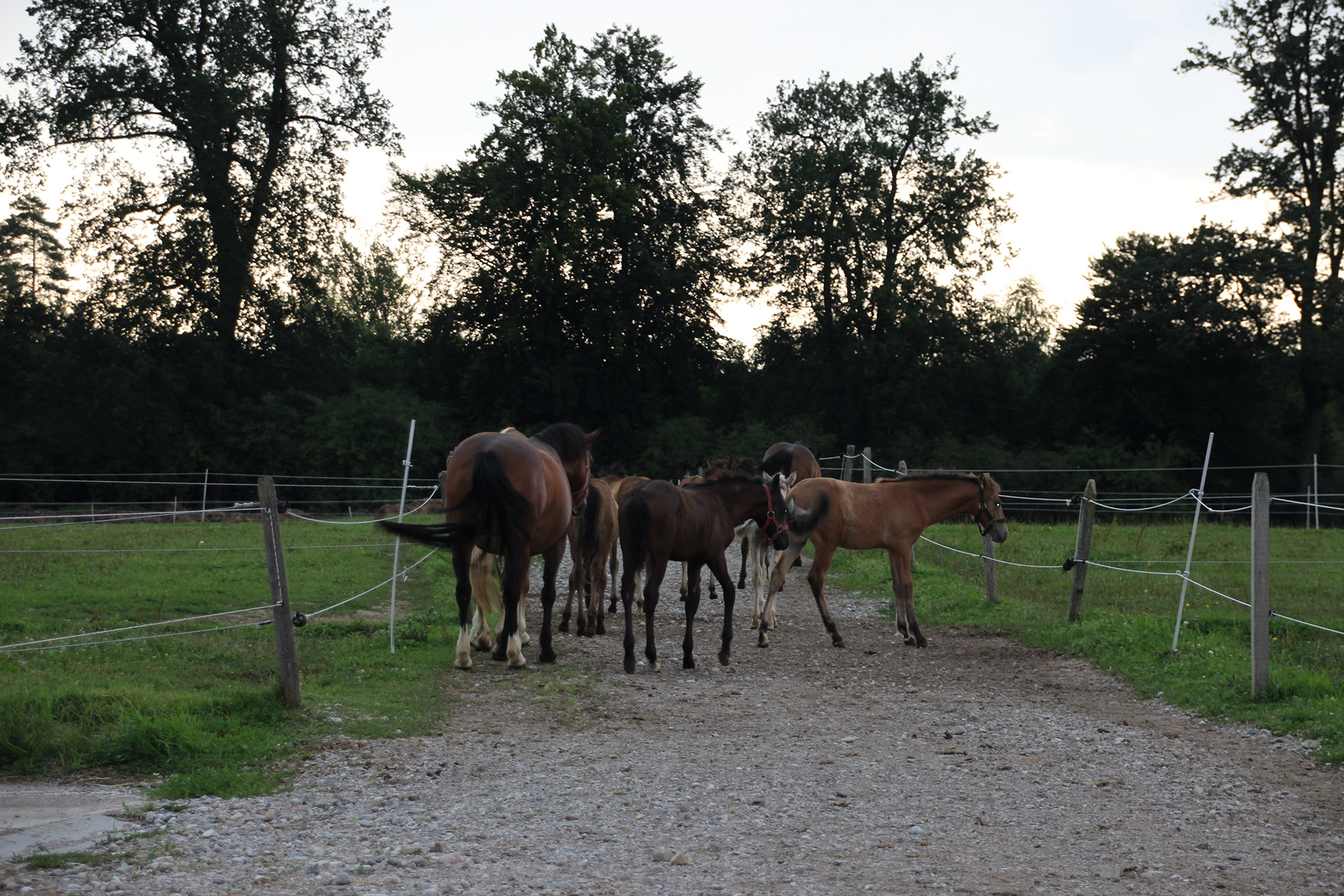 Familie