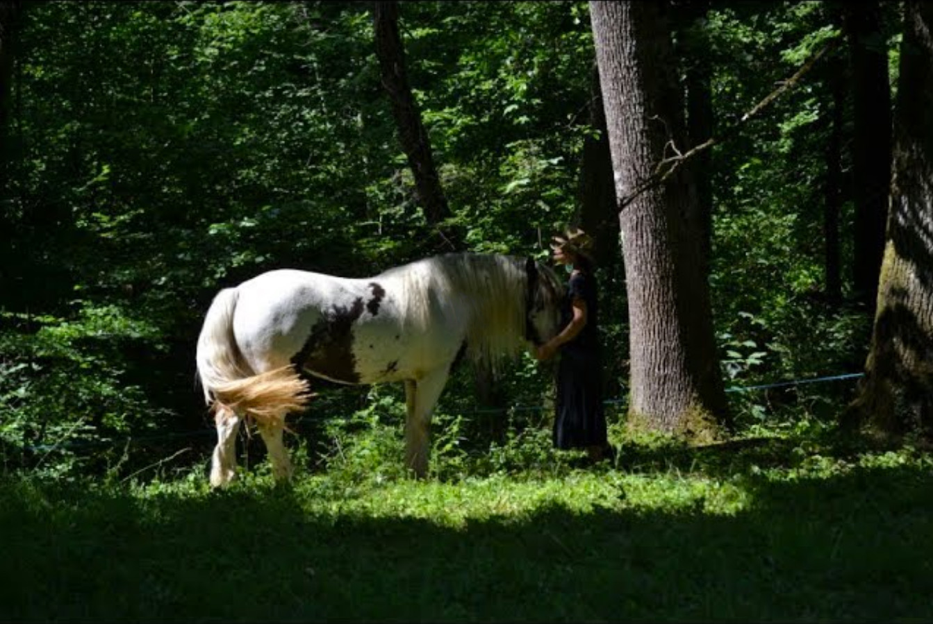Das spirituelle Bewusstsein der Pferde