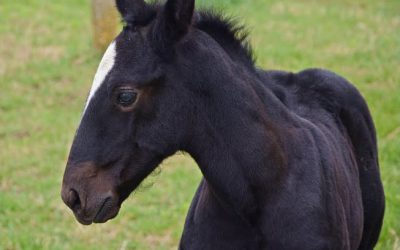 Reiten mit Bewusstsein – Was tun, wenn mein Pferd schreckhaft ist?