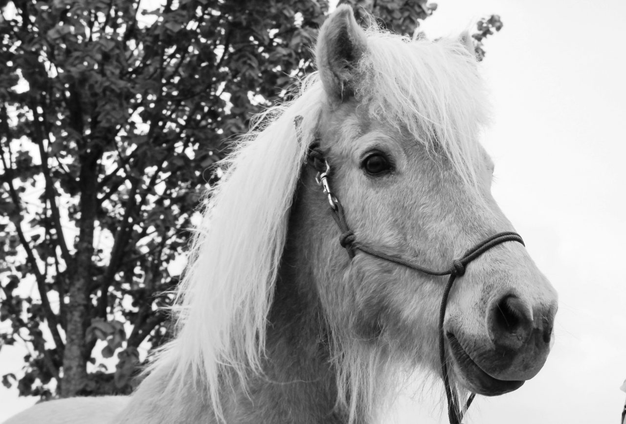 Der wahre Reitlehrer ist das Pferd