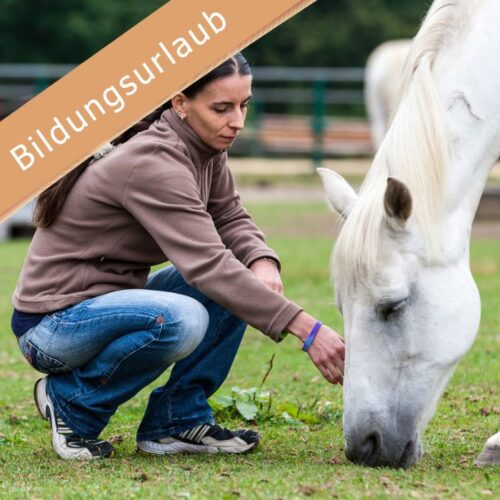 Bildungszeit mit Pferden